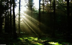 sunlight_through_the_trees_1440x900
