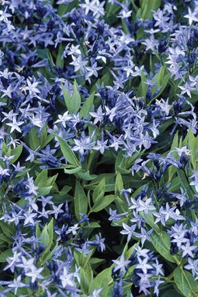 BlueStarFlower