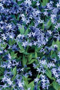 BlueStarFlower