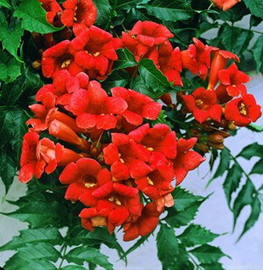 RedTrumpetFlower